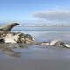 Imagen: Hennie Otto/Marine Dynamics/Dyer Island Conservation Trust